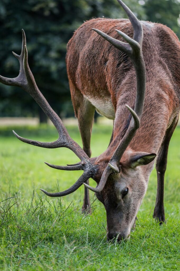 Current Elk Population and Management
