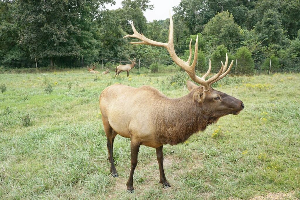 Future Prospects of Elk Hunting in North Carolina