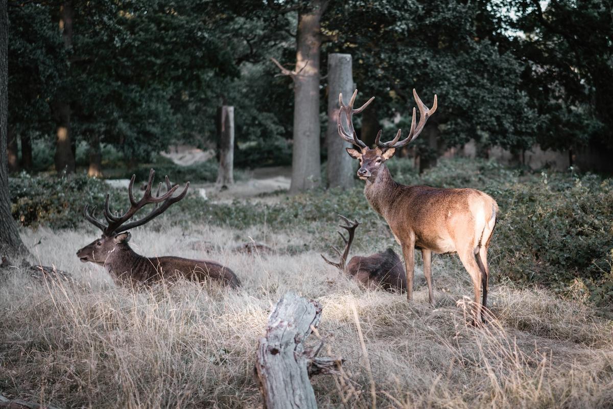 How to Find Deer Bedding Areas Guide for Successful Scouting
