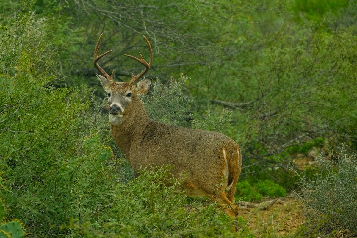 How to Find Deer Leases Mapping Your Path to the Perfect Spot in 2024