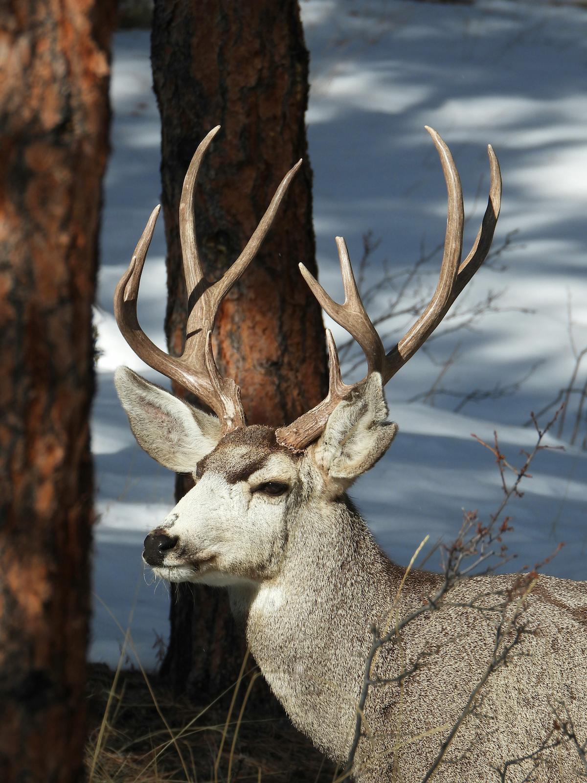 Illinois Deer Hunting Season Hunting Locator