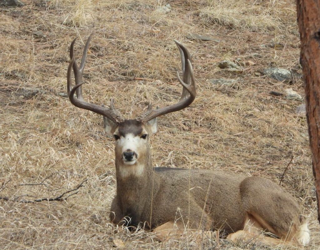 Deer with big antlers