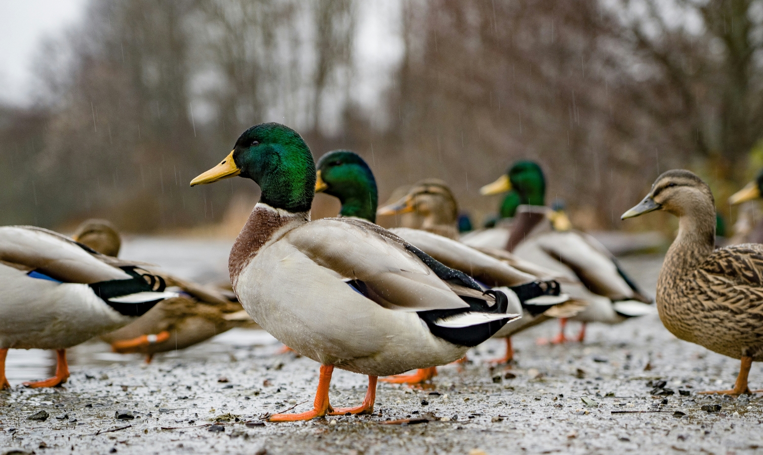 Hunter's Guide to the Indiana Waterfowl Season