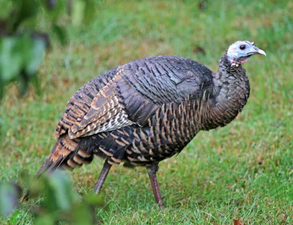 Turkey Hunting in Kansas Season Dates, Regs, and Tips
