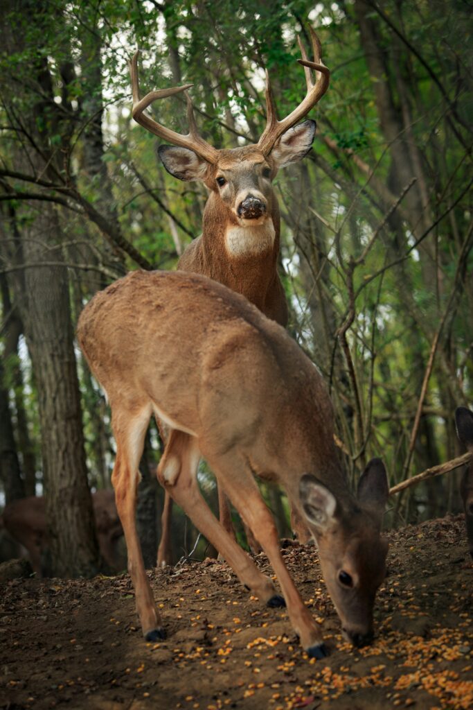 Michigan Deer Hunting Season Key Dates & Tips 20242025