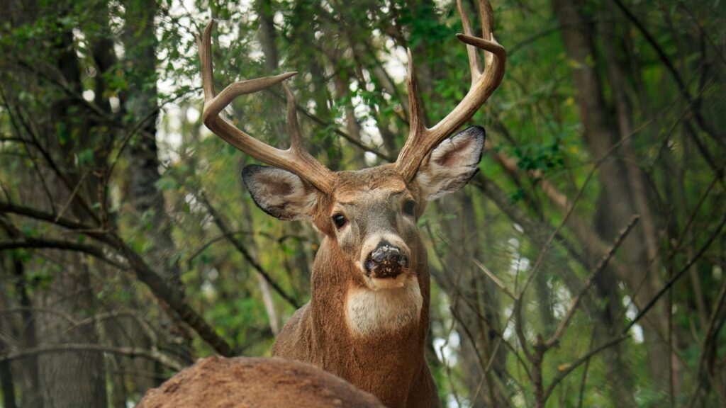 Deer in Forest
