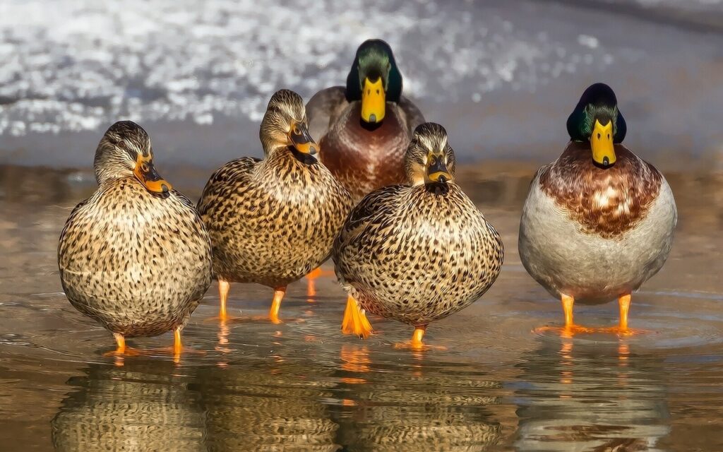 duck hunting season Illinois