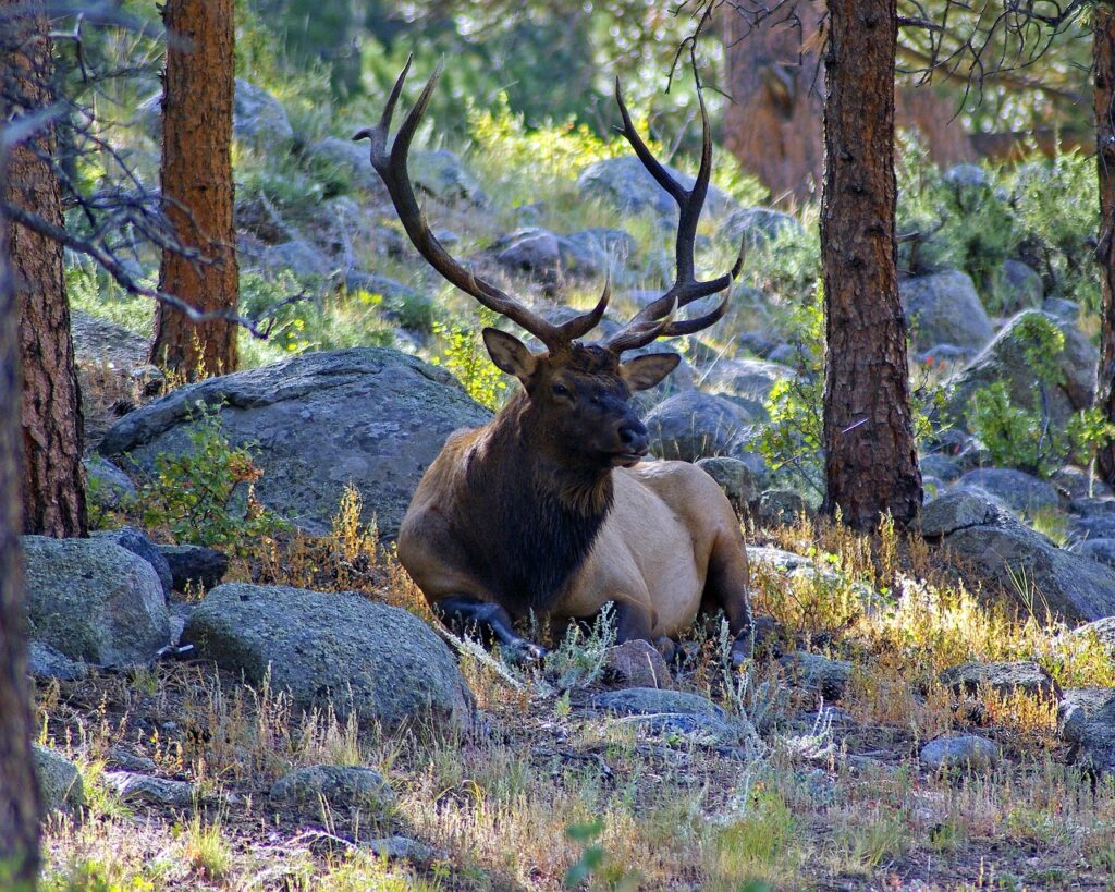 The Appeal of Arkansas Elk Hunting