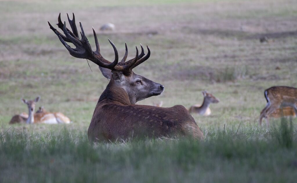 Elk are majestic game species in Colorado