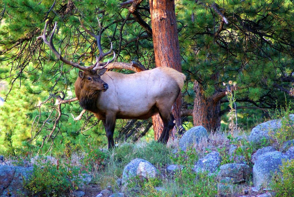 Elk hunting in Utah
