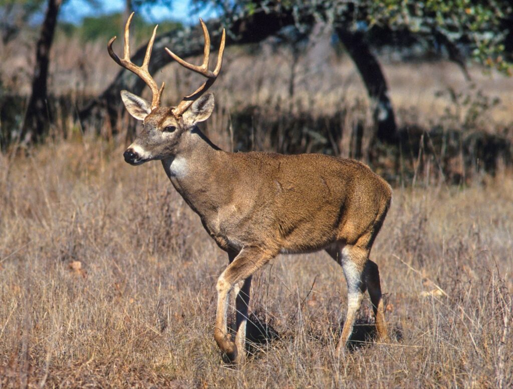 whitetail deer in field