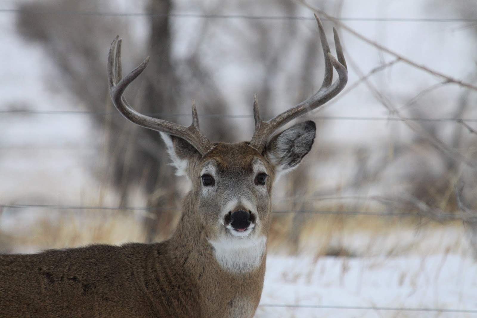 whitetail deer in winter