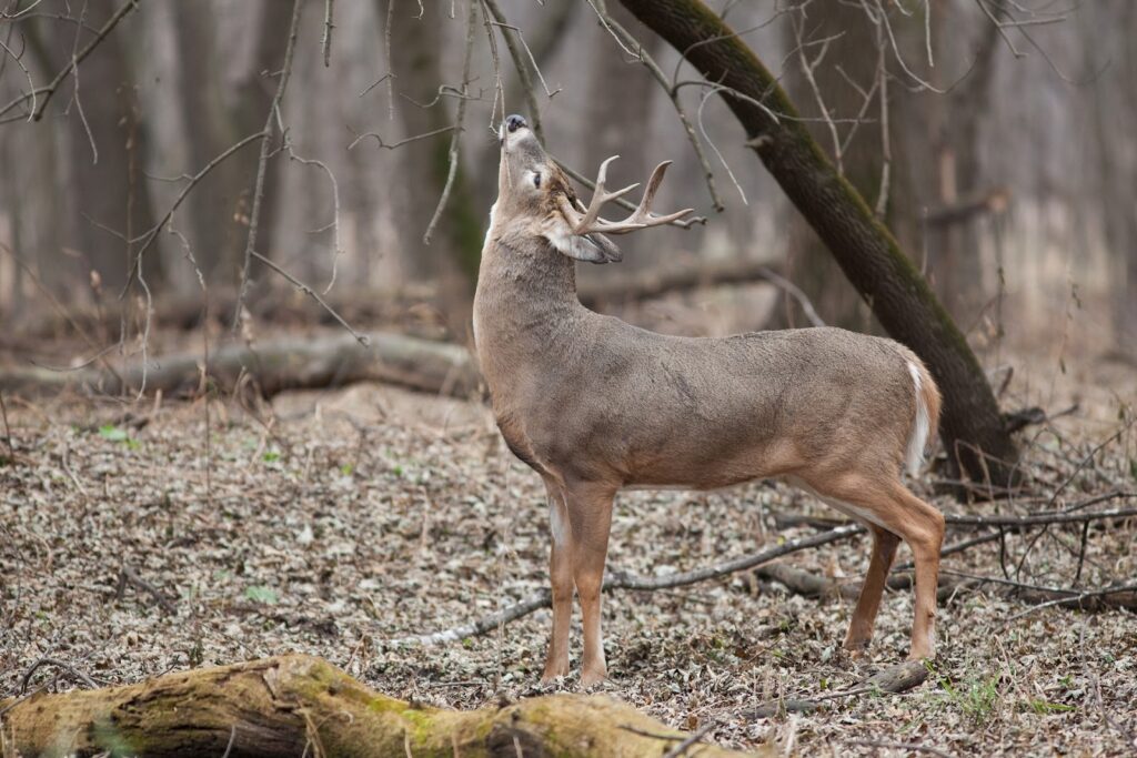 whitetail buck calling other deer