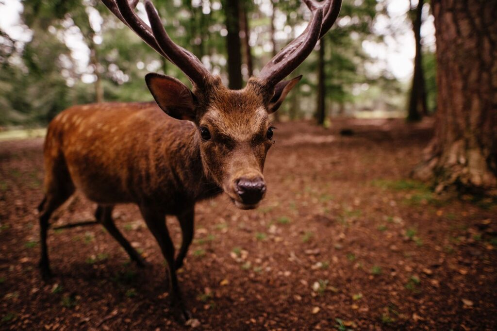 young buck looking at camera