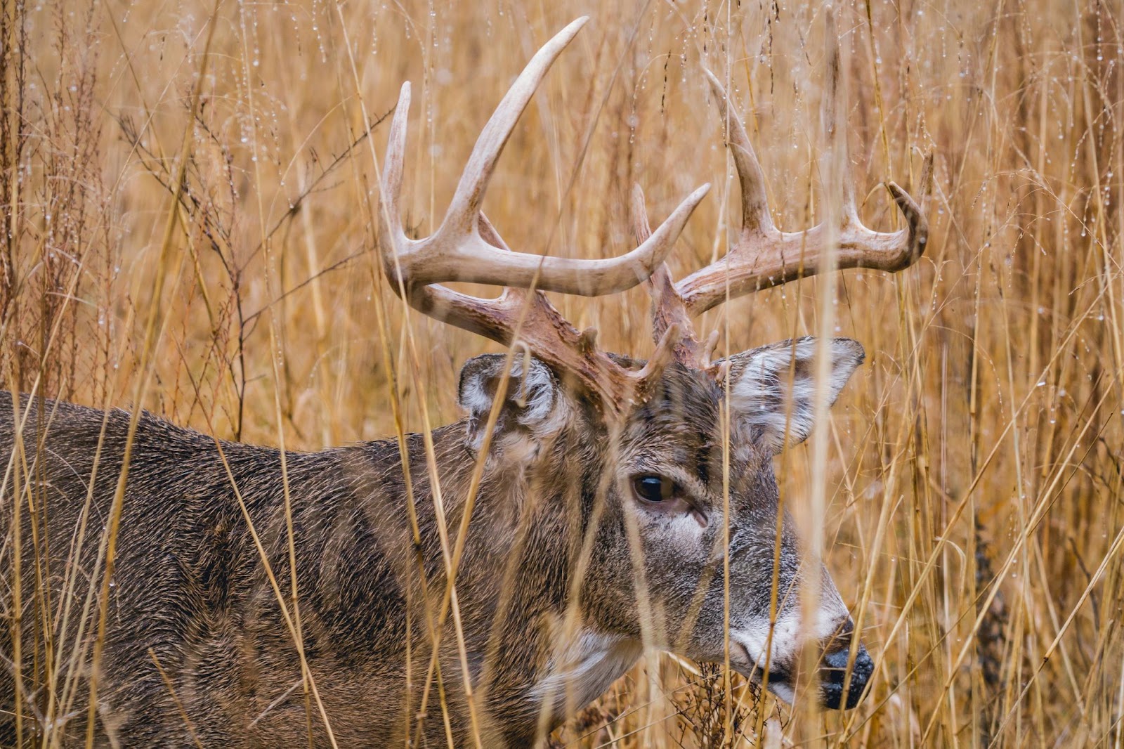 Kansas Hunting Seasons 2024/2025 Dates, Permits, & Info