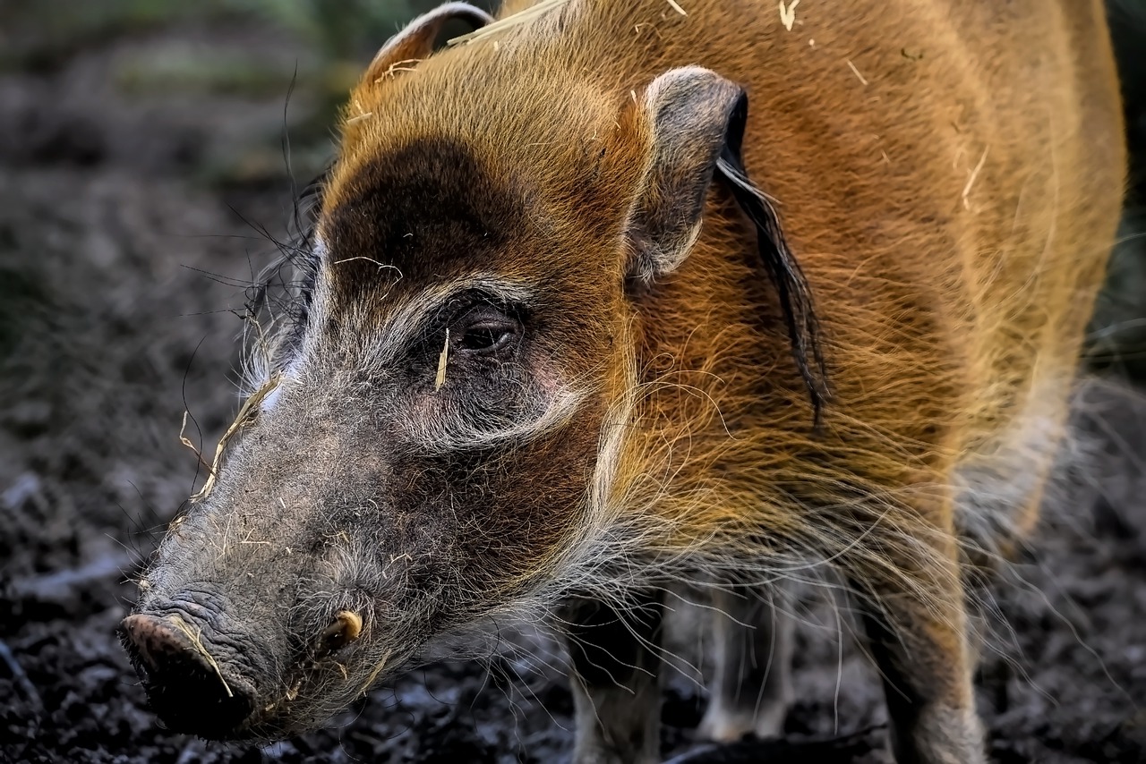 closeup of wild swine
