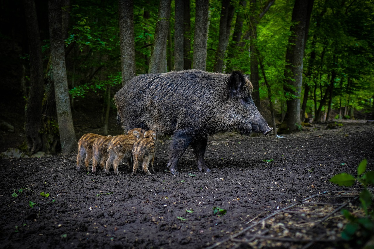 wild hog sow with baby pigs