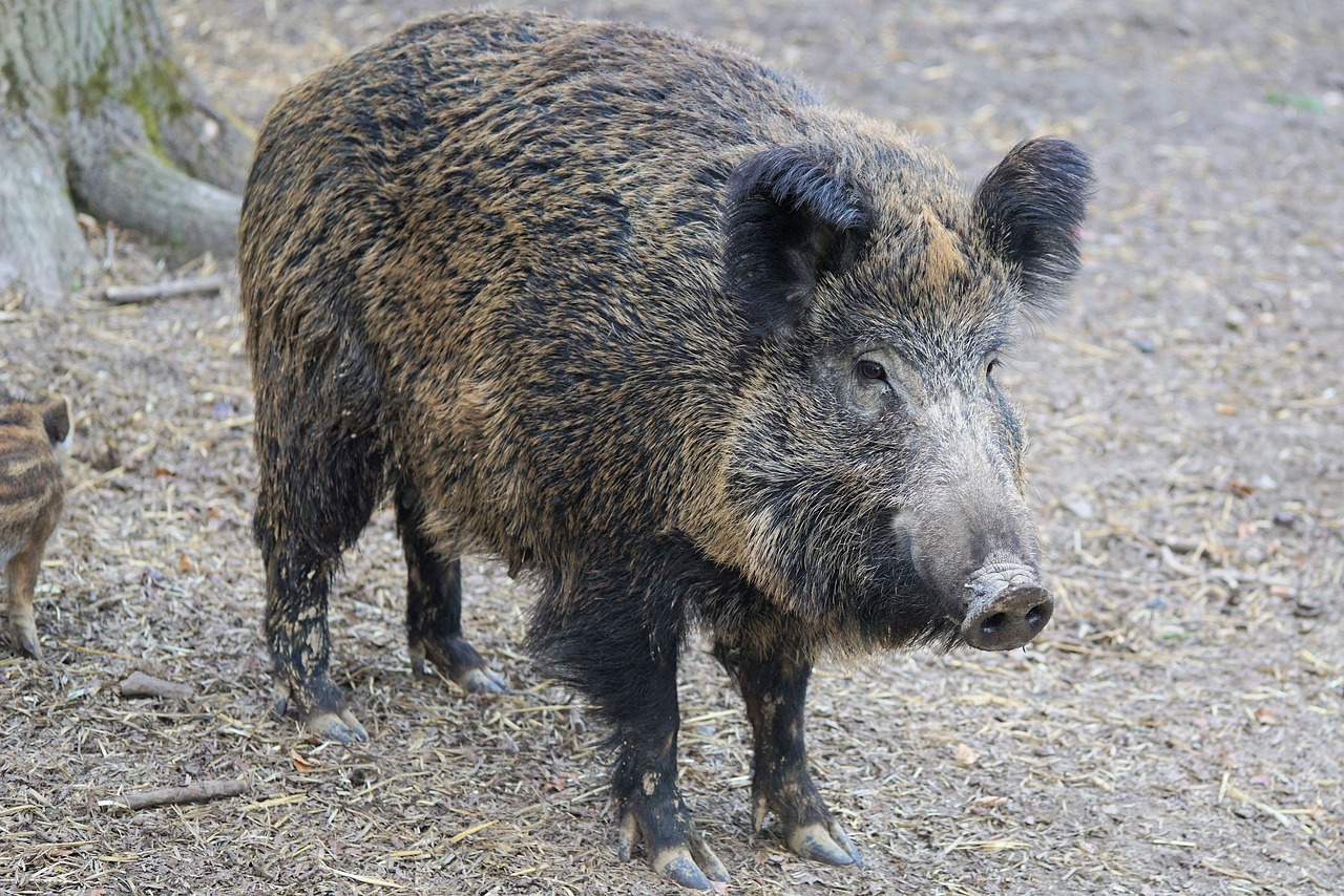 wild hog