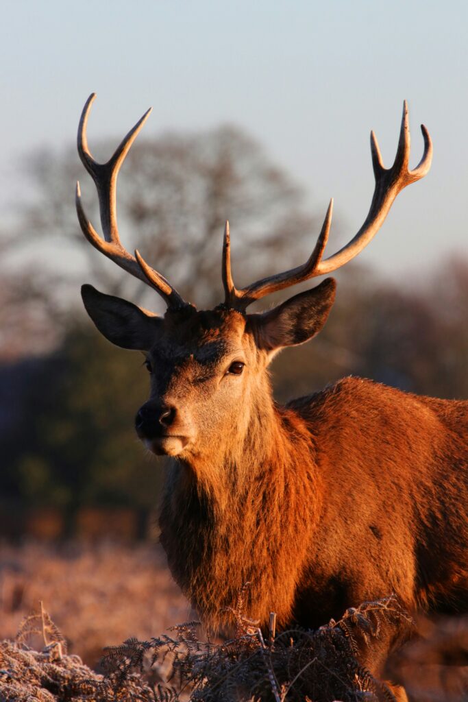 deer head and antlers