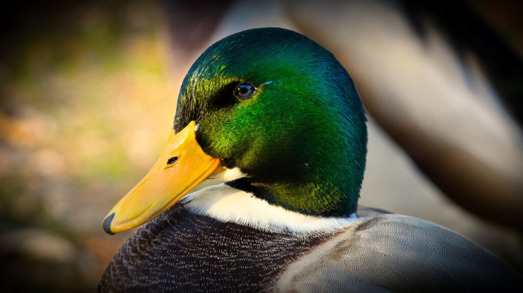 Hunter's Guide to the Indiana Waterfowl Season