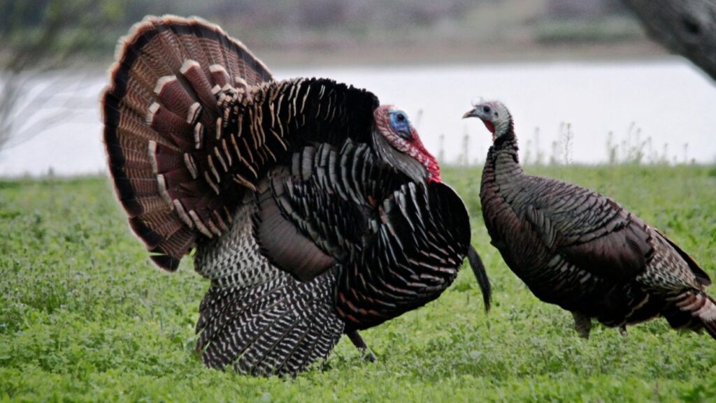 big turkeys can be hunted in south carolina