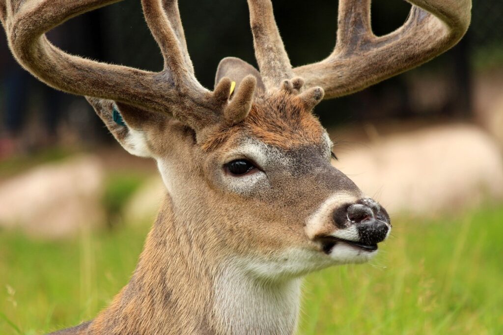 whitetail deer closeup