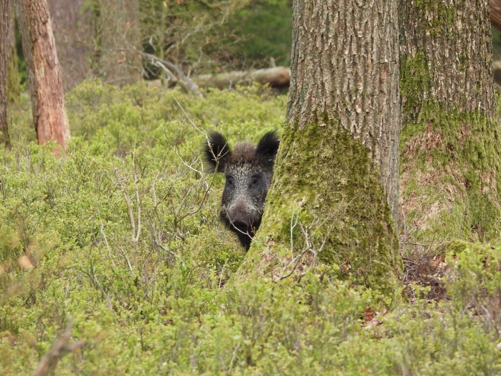 Public Land Regulations for Hog Hunting