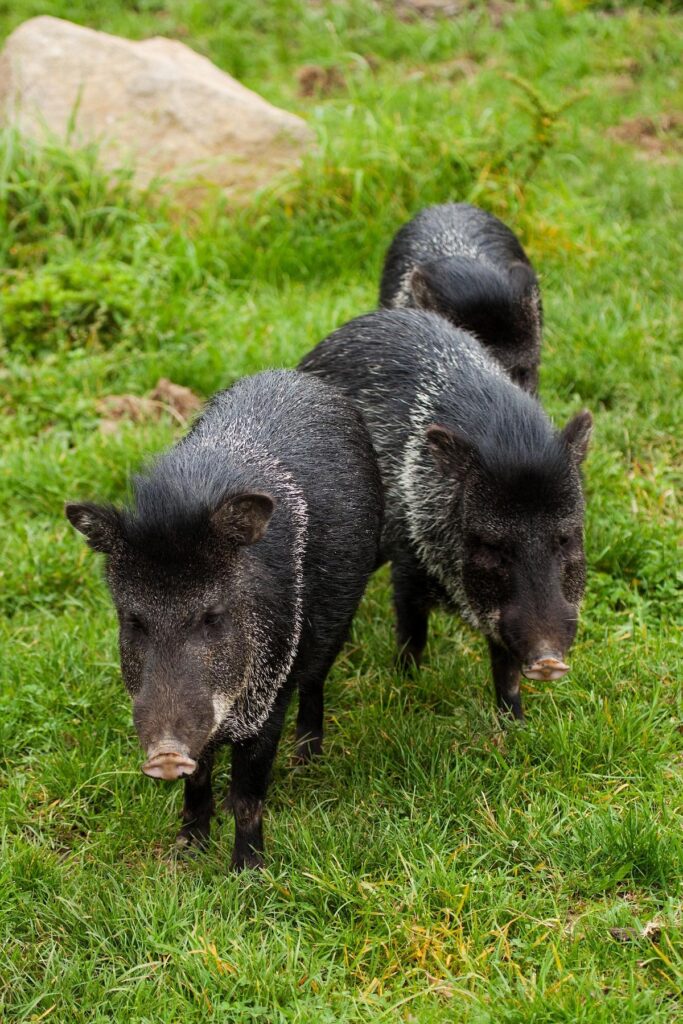 Preparing for Your Hog Hunting Trip in Arkansas