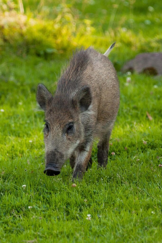 Understanding Hog Hunting in Arkansas