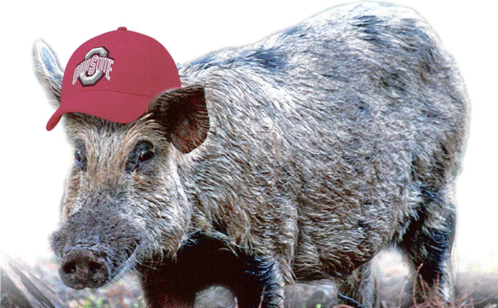 Join the Crusade! Go Hog Hunting in Ohio this year.