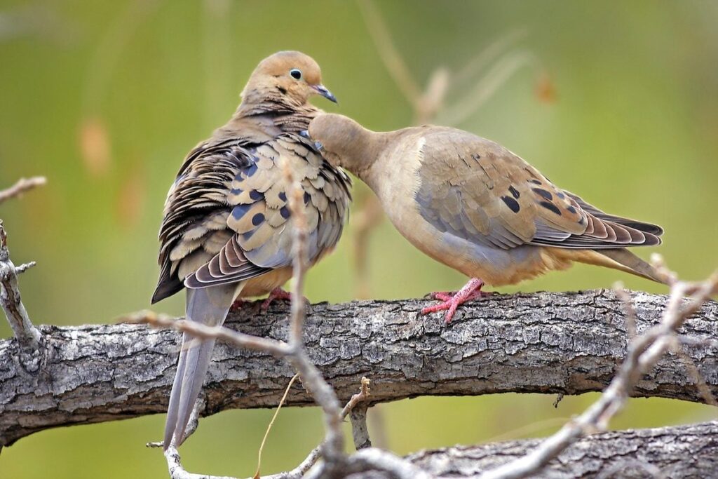 pair of doves on branch