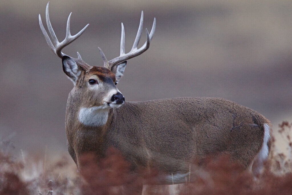 Illinois Deer Hunting Season Hunting Locator