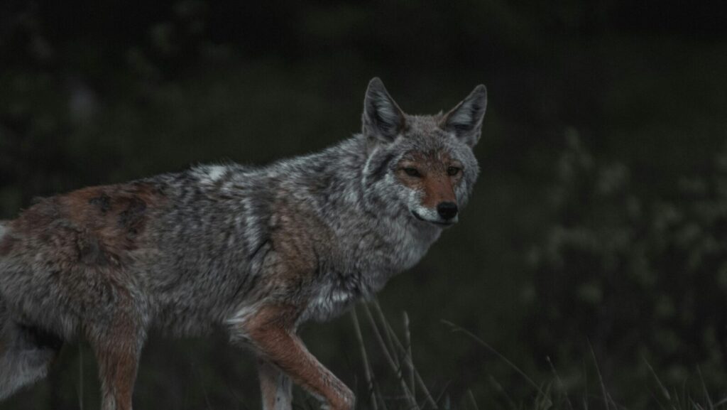 Coyote Hunting in Illinois