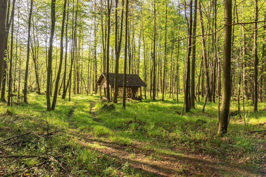 Deer feeder in forest
