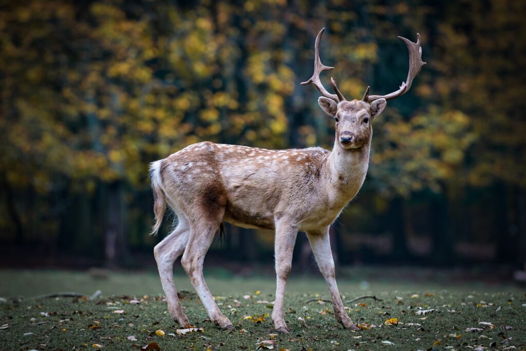 Roe deer