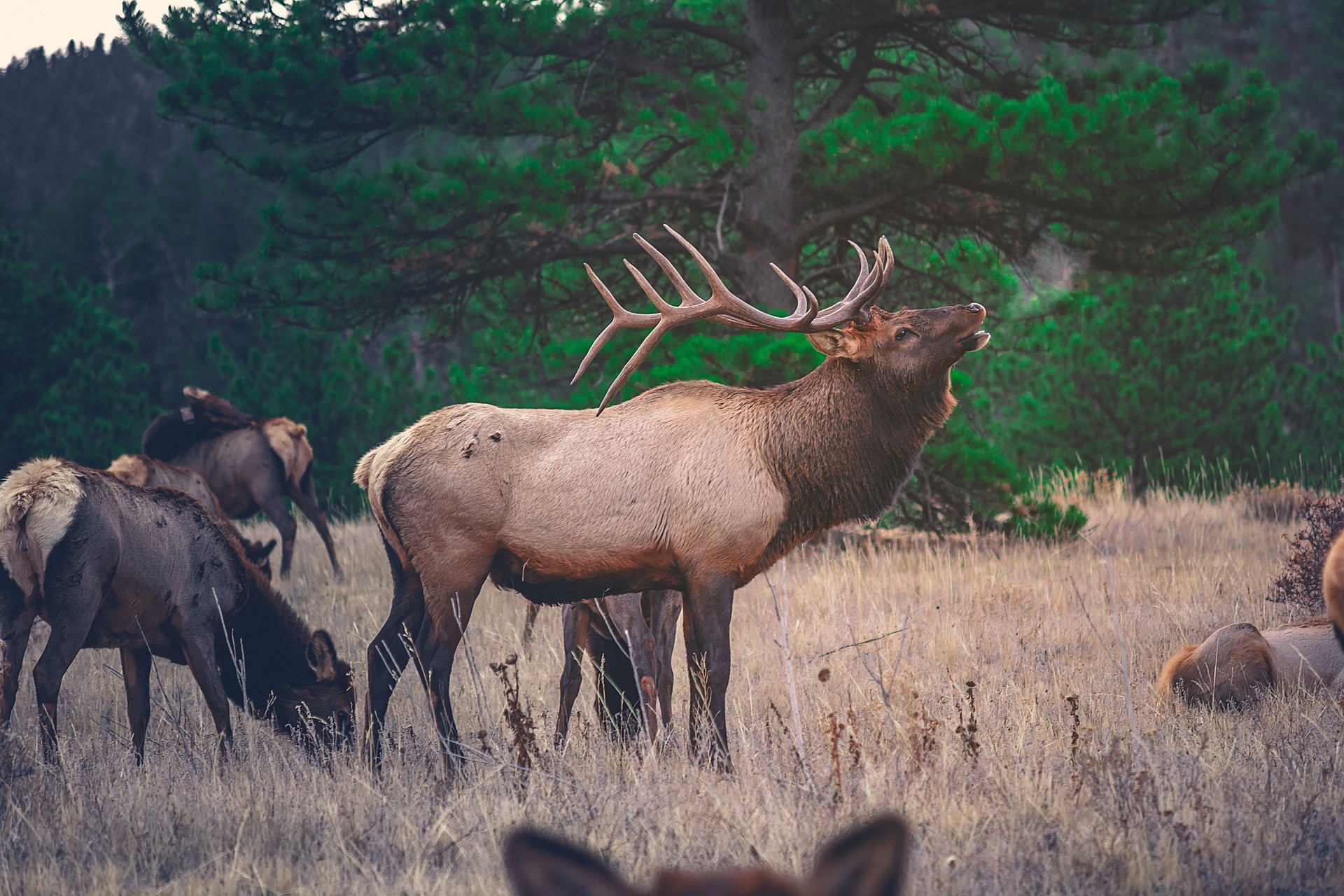 elk-2588243_1920 Elk in Colorado bugling