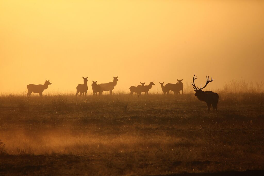 Elk in Colorado at sunset