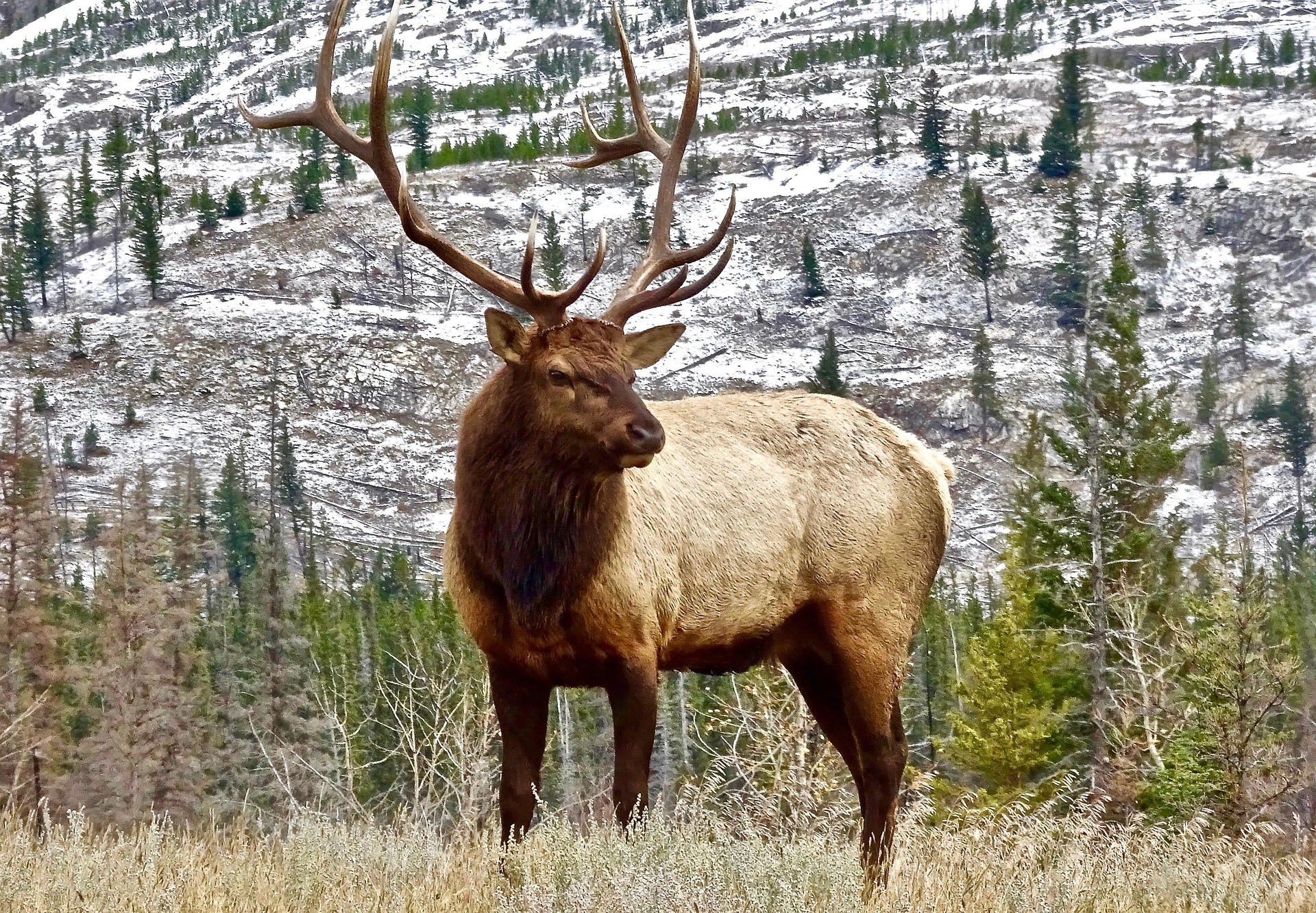 stag-2139274_1920 Elk hunting in Colorado in snowy timberline