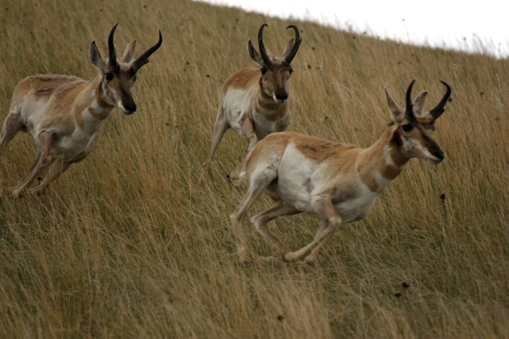 Pronghorn anteloope hunting in montana