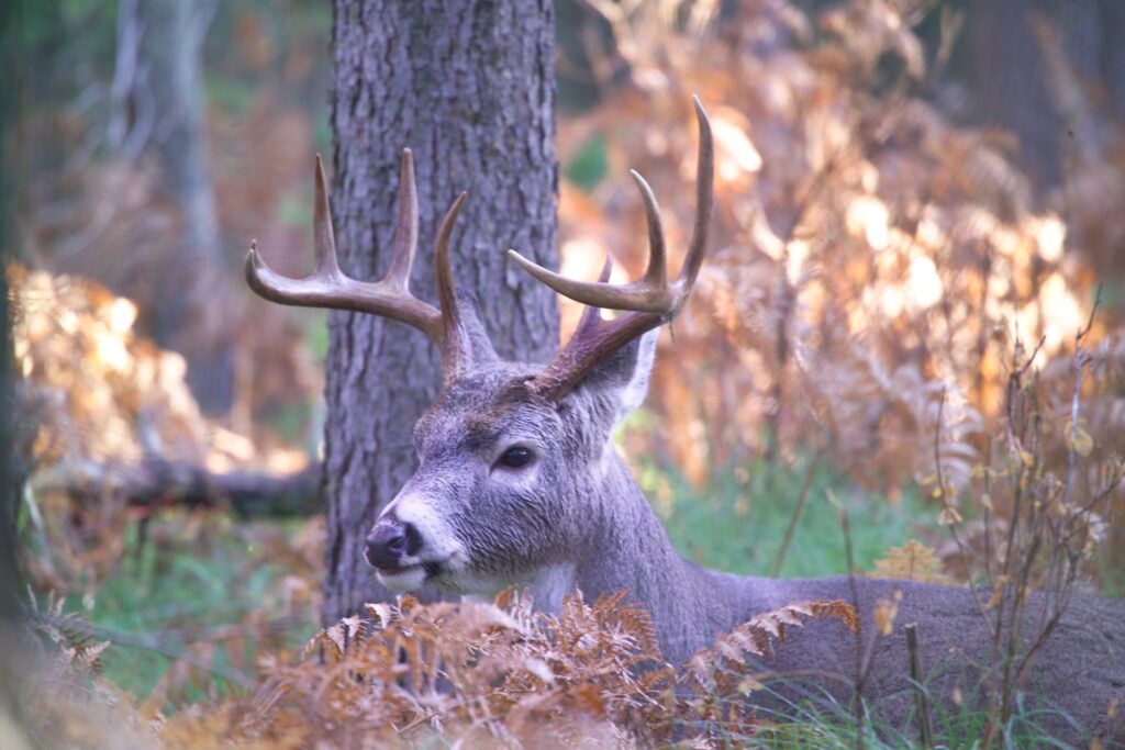 whitetail deer hunting in montana