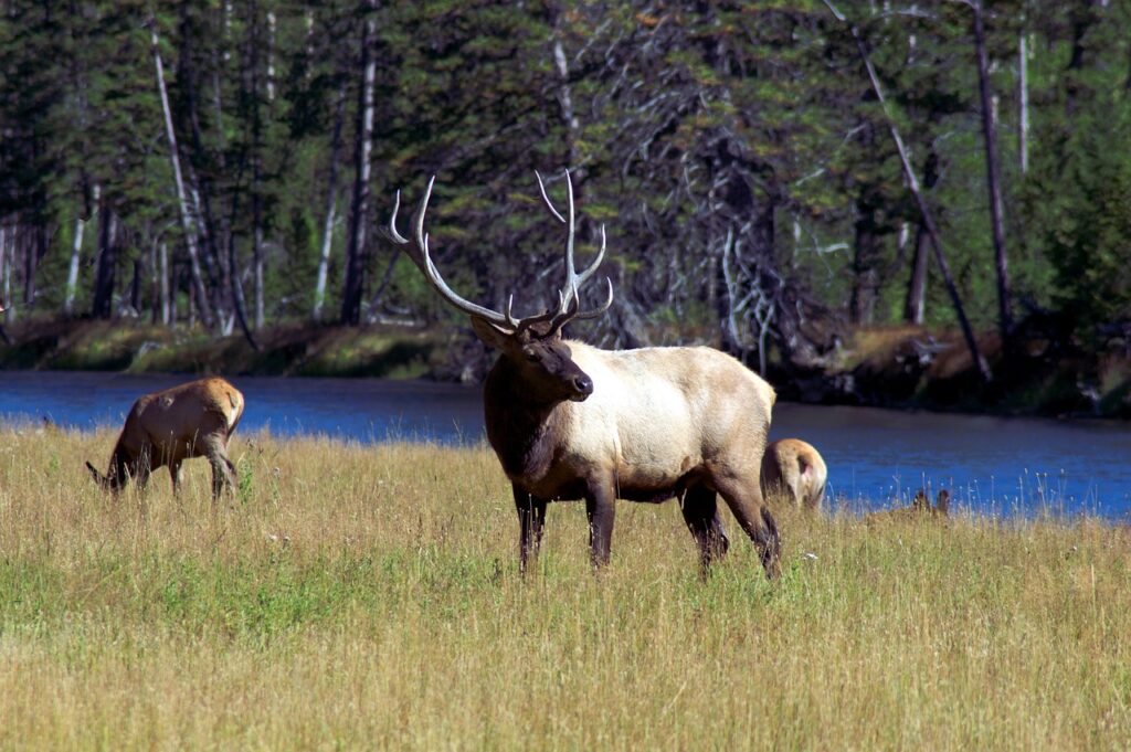 Bull elk in Wyoming