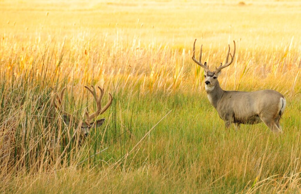mule deer in field