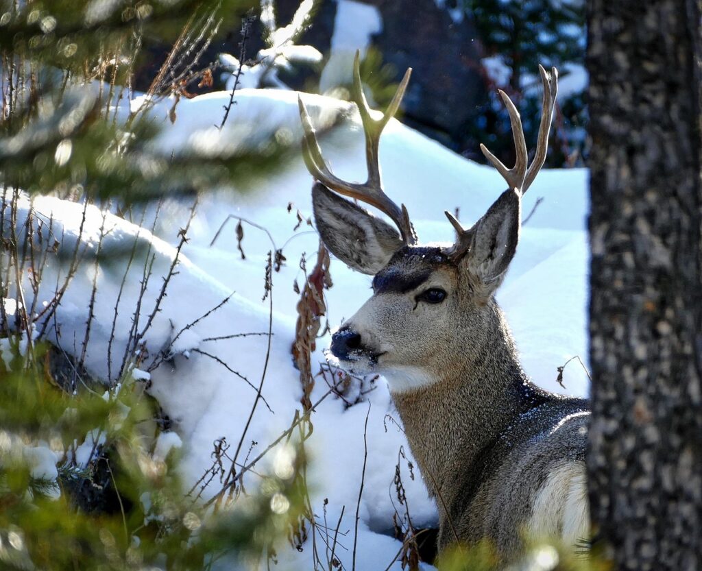 Deer hunting in Wyoming includes Yellowstone National Park