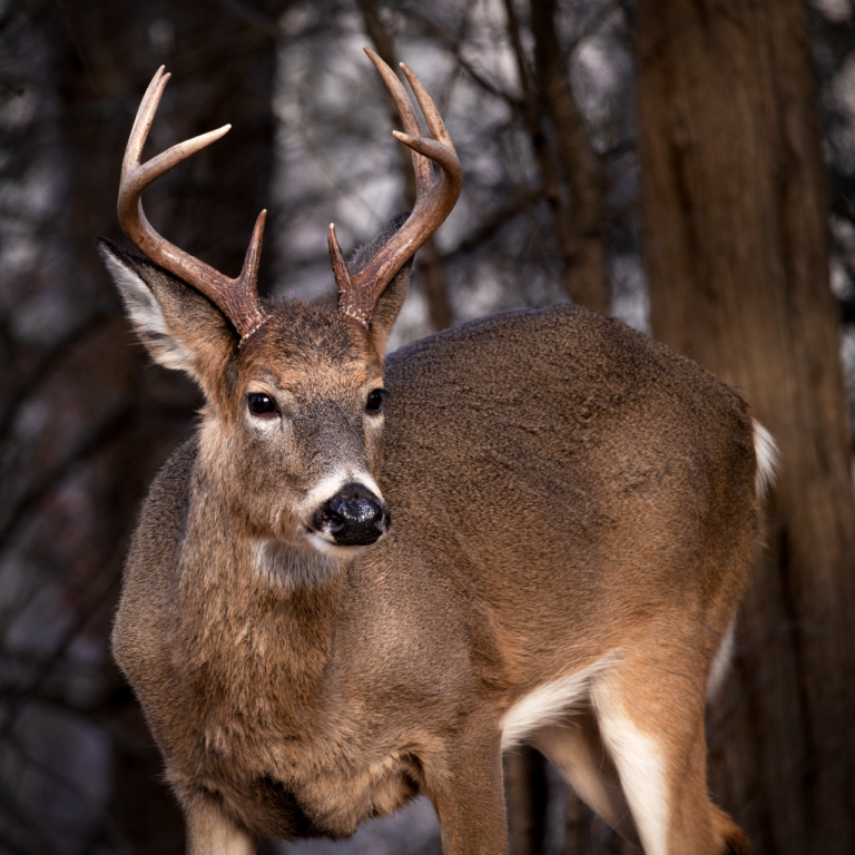 North Carolina Hunting Seasons Guide 20232024