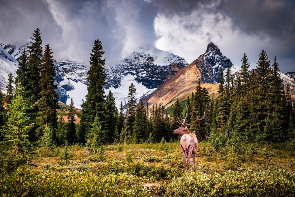 elk in scenic backcountry