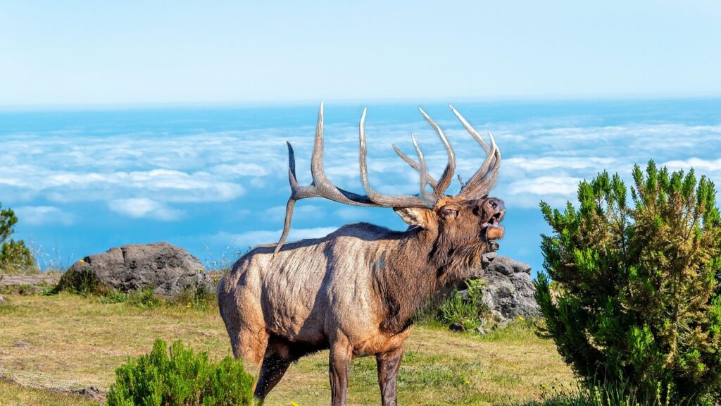 elk bull bugling
