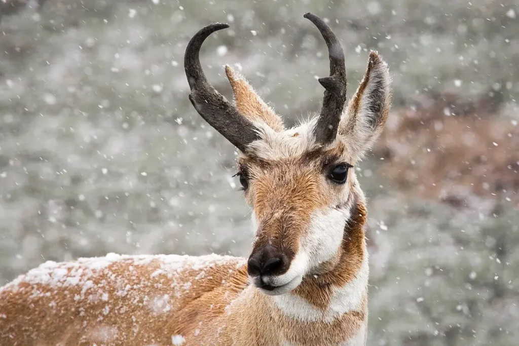 pronghorn buck in snow