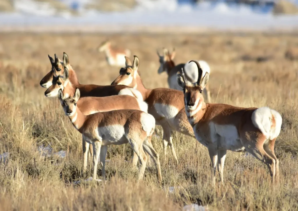 wyoming has the biggest pronghorn antelope herds in the world