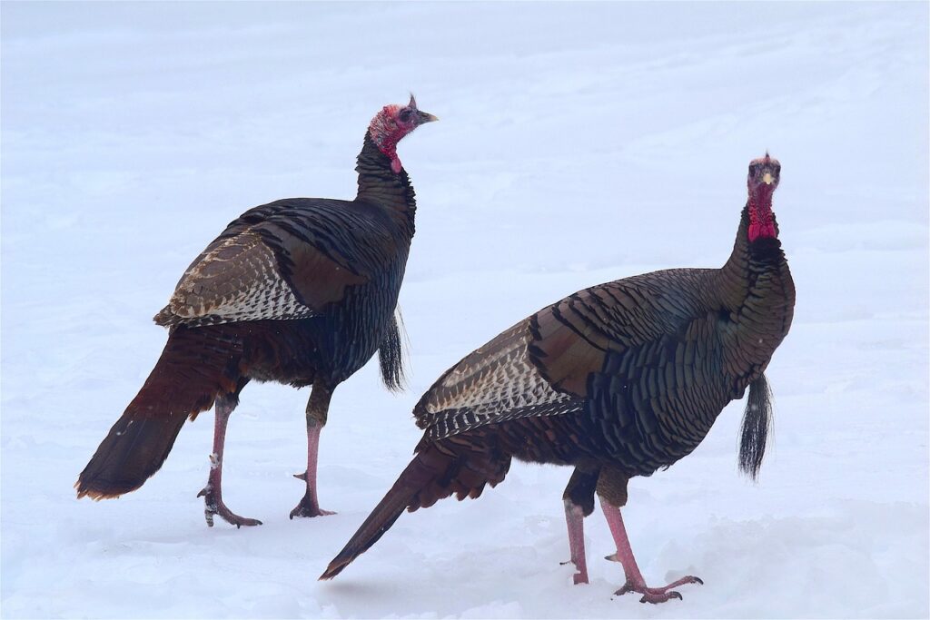 wild turkeys in the snow