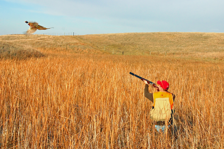 Pheasant hunting with shotgun to take birds on the wing